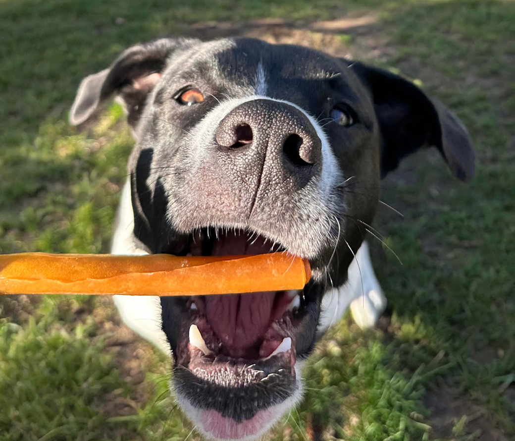 Dog chewing treat