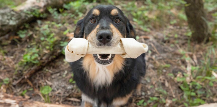 dog chewing knotted rawhide bone