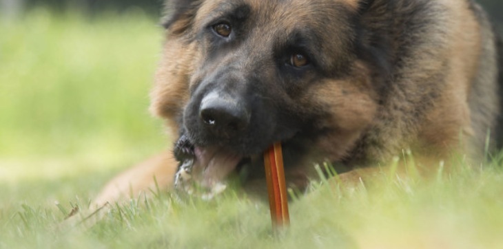 dog chewing cadet classic chewy twist in grass