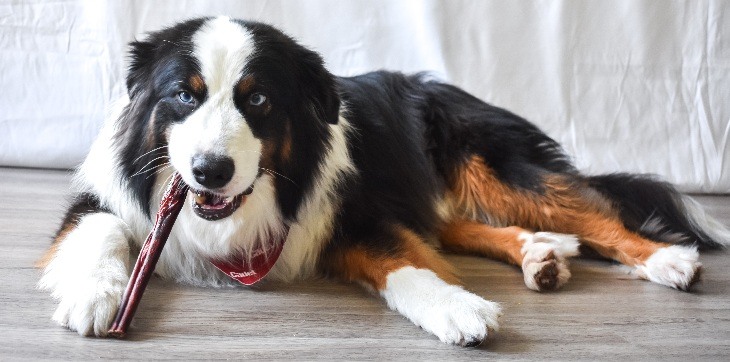 dog chewing natural chew on wood floor