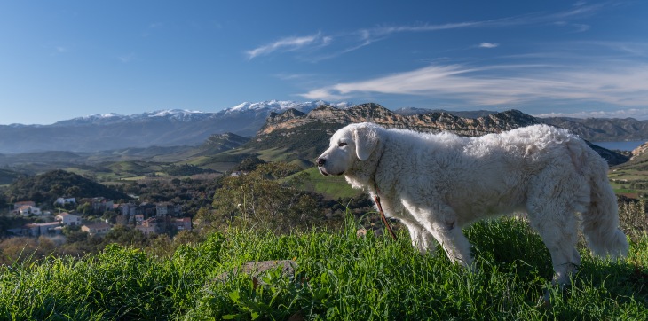 Kuvasz standing in grass in front of mountain range