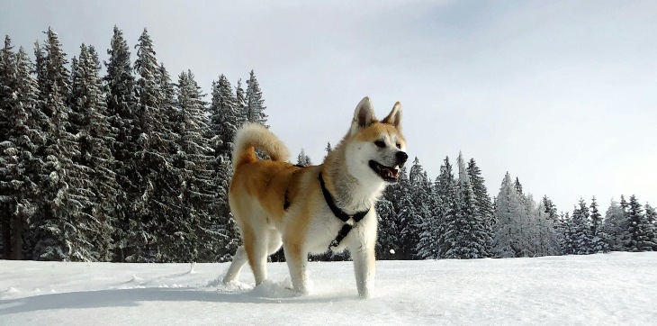 An Akita dog standing in the winter snow near evergreen trees