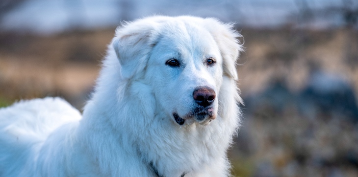 A Great Pyrenees dog standing in a field with winter snow in the background.