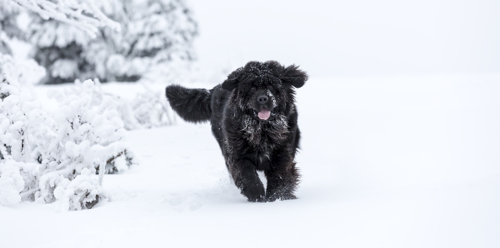 A Newfoundland dog running through the winter snow.