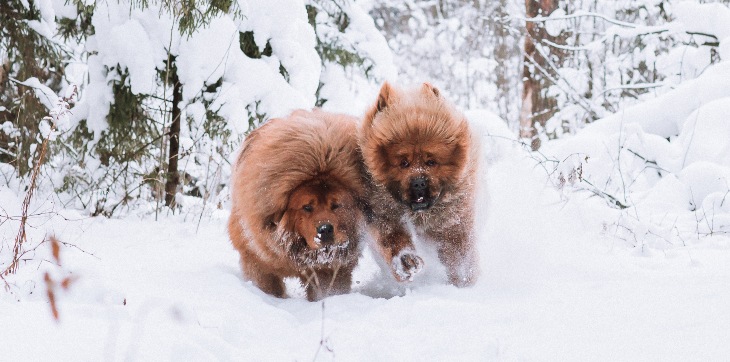 Two Tibetan Mastiff dogs in winter running through the snow in a forest.