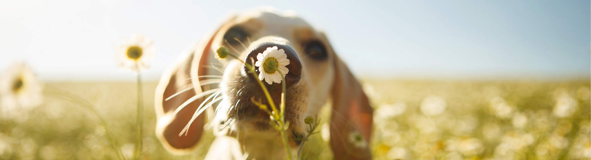 Cadet Pet, dog smelling flower, cute dog, puppy dog, puppy in nature, puppy smelling flower, cute dogs in nature, happy dog, healthy dog