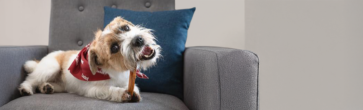 Natural dog chews made with real beef from Cadet Pet