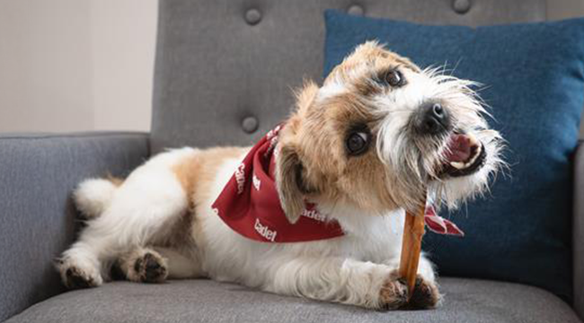 Natural dog chews made with real beef from Cadet Pet