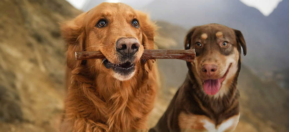 Two dogs, with one of them holding a Cadet bully hide stick, in front of an outdoor landscape 