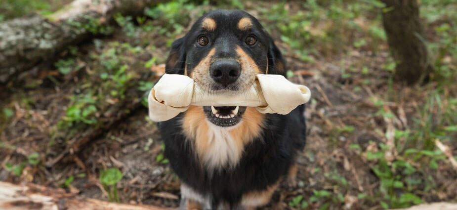 Dog sitting with hide chew in its mouth.