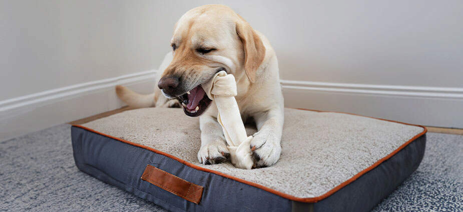 Dog laying down, chewing on a knotted bone.