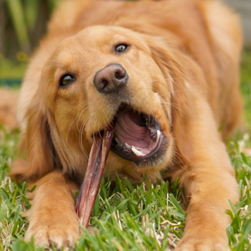 Happy dog chewing a bully stick.