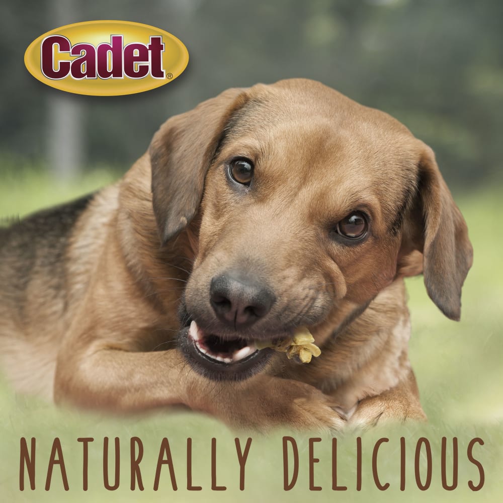 Dog with Ims Chicken With Apple Wraps